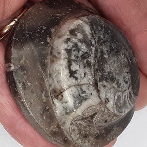 Ancient Silurian Orthoceras Fossil Relic Paleozoic Era Morocco